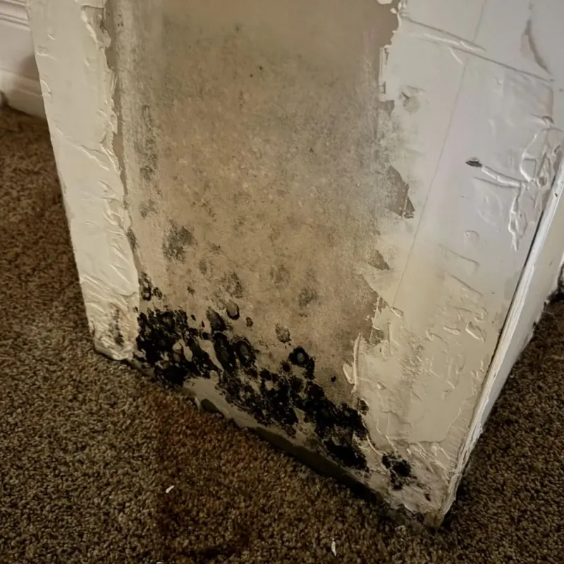 Professional Mold Removal in Ames, TX